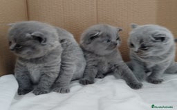 Británico de Pelo Corto Azul gatos en venta: British Shorthair super bonitos - Imagen 10