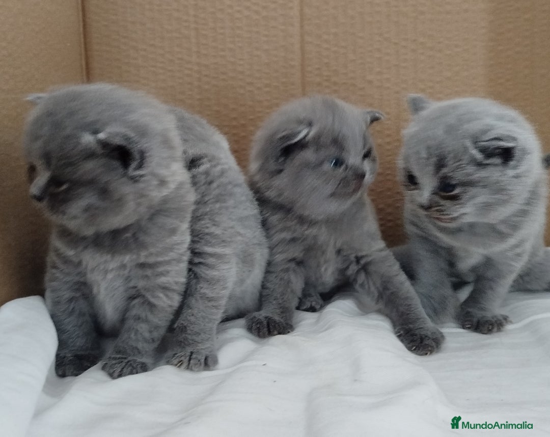 Británico de Pelo Corto Azul gatos en venta: British Shorthair super bonitos - Imagen 10