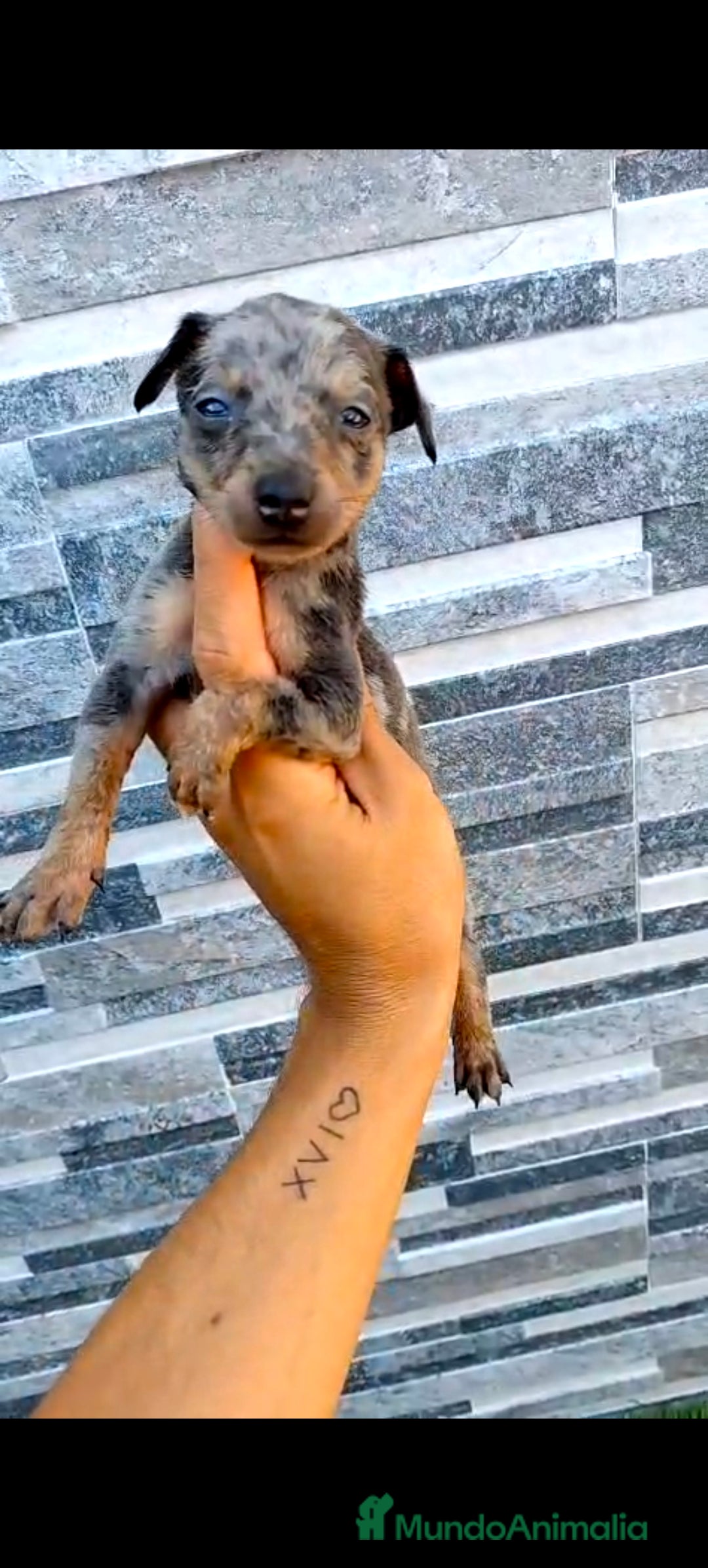 Pinscher Miniatura perros en venta: Mini pinsche  - Imagen 1