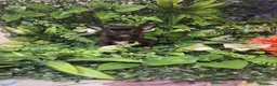 Chihuahua perros en venta: Cachorros chihuahua  - Anuncio 3