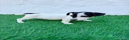 Jack Russell Terrier perros en venta: Jack Russell terrier - Anuncio 3