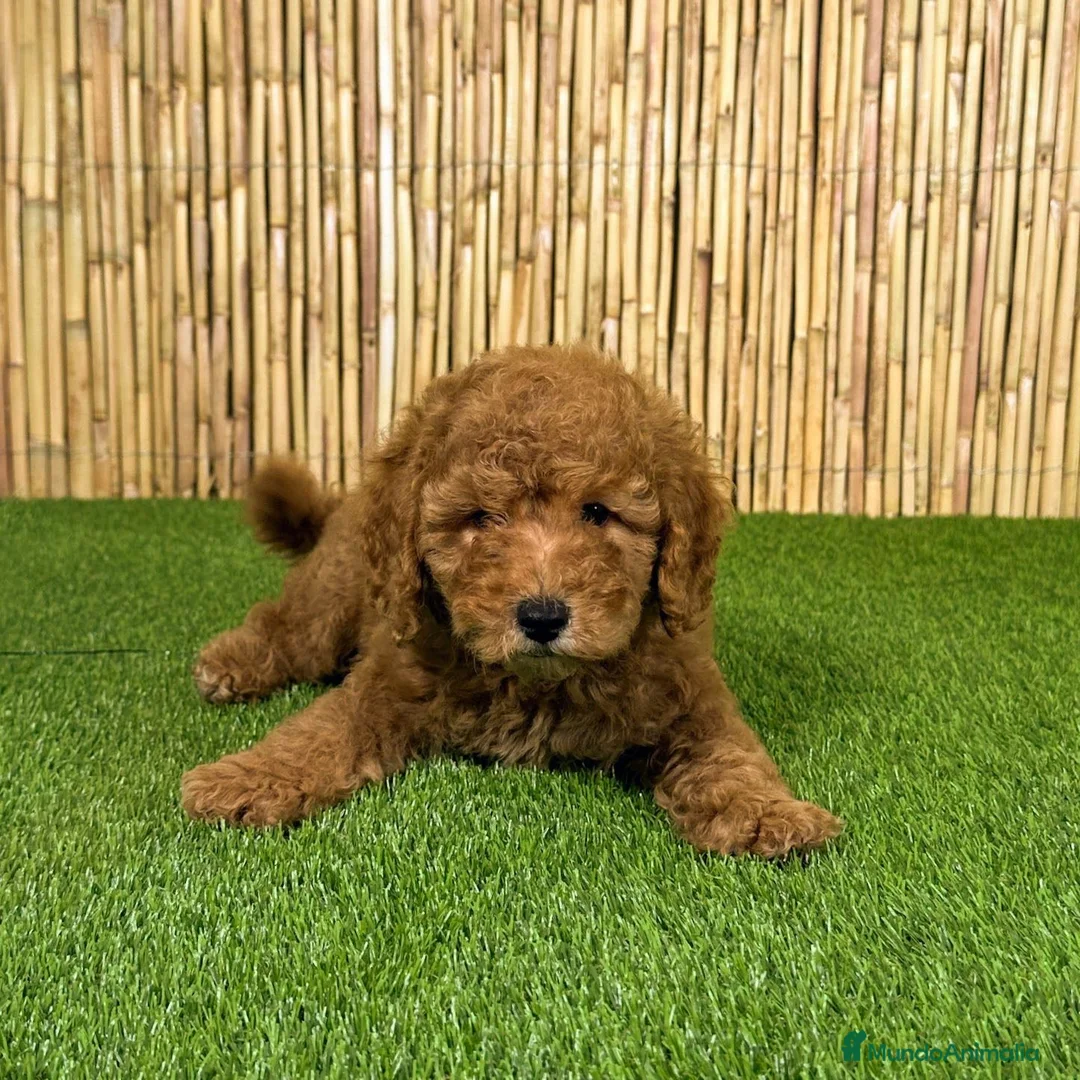 Caniche Toy perros en venta: CANICHE TOY - Anuncio 2