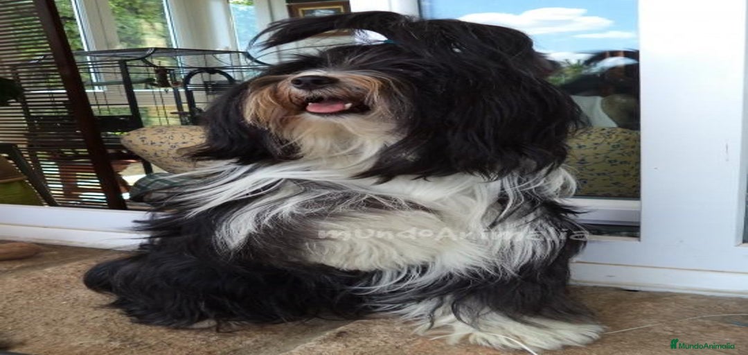 Imagen de galería {{count}}