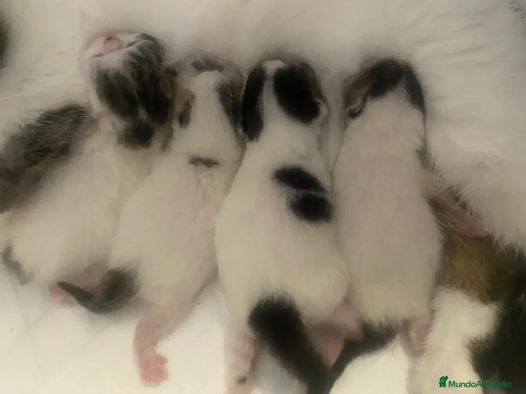 Exótico de Pelo Corto gatos en venta: 🐾 Bebés Persas y Exóticos en Casa Belich 🐾 - Anuncio 2