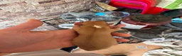 Chihuahua perros en venta: Chihuahua toy - Anuncio 4