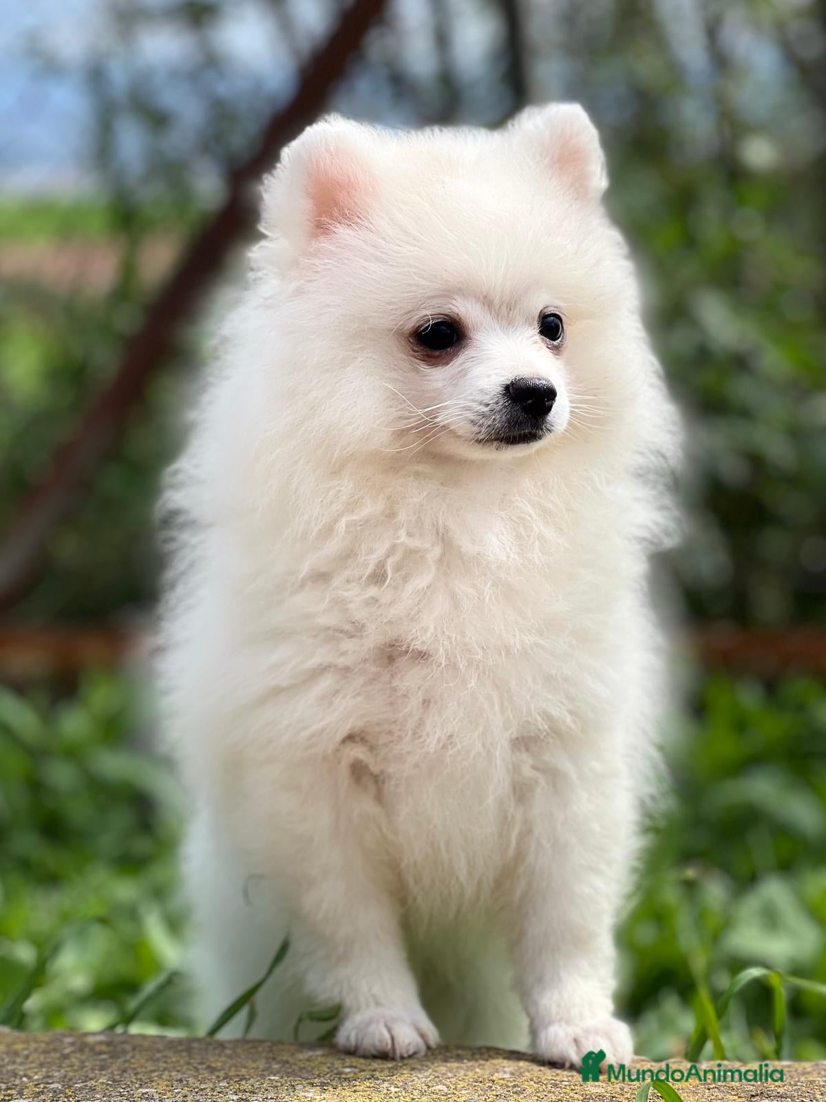 Pomerania perros POMERANIA HEMBRA DISPONIBLE en Barcelona - Anuncio 35