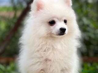 Pomerania perros POMERANIA HEMBRA DISPONIBLE en Barcelona - Anuncio 28