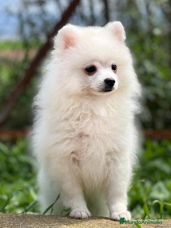 Pomerania perros en Barcelona - Anuncio 11
