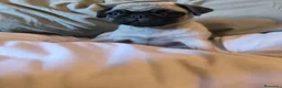 Carlino - Pug perros en venta: Cachorros de carlino pug  - Anuncio 7
