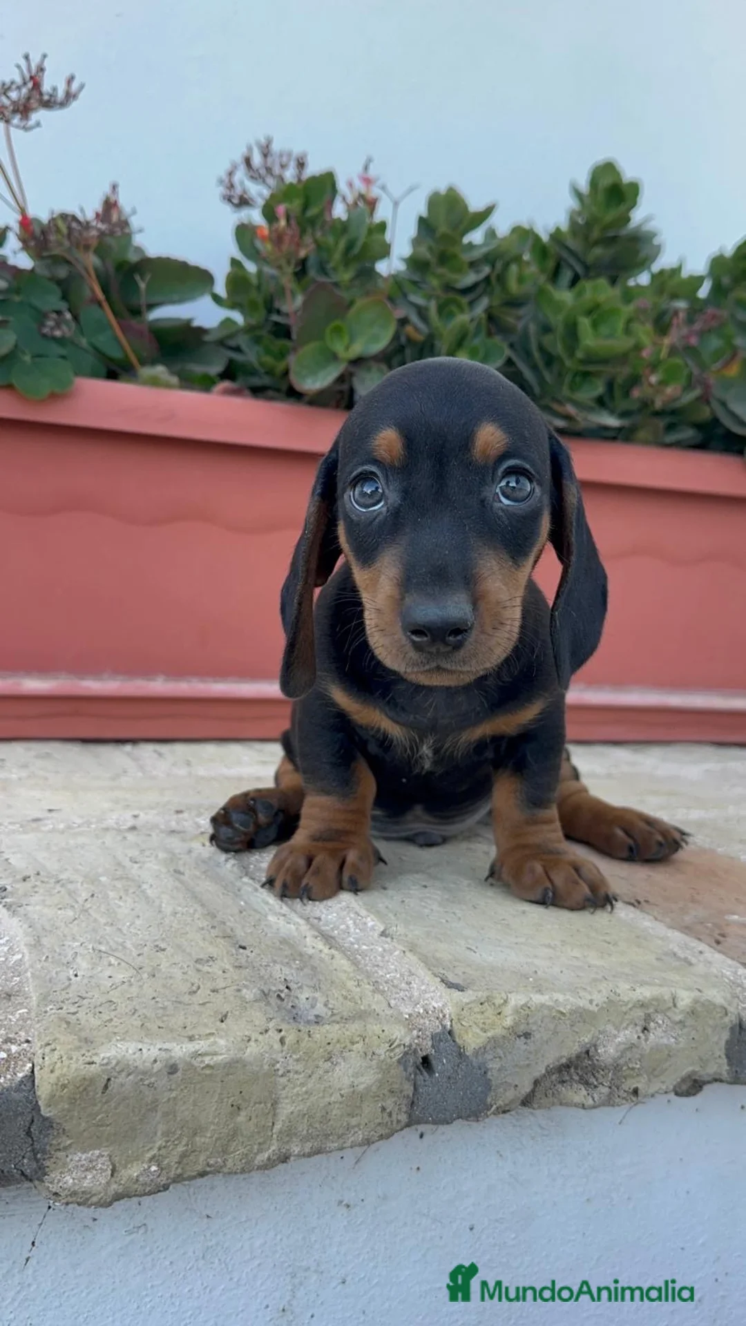 Teckel Miniatura perros en venta: TECKEL MINIATURA-MACHO - Anuncio 14