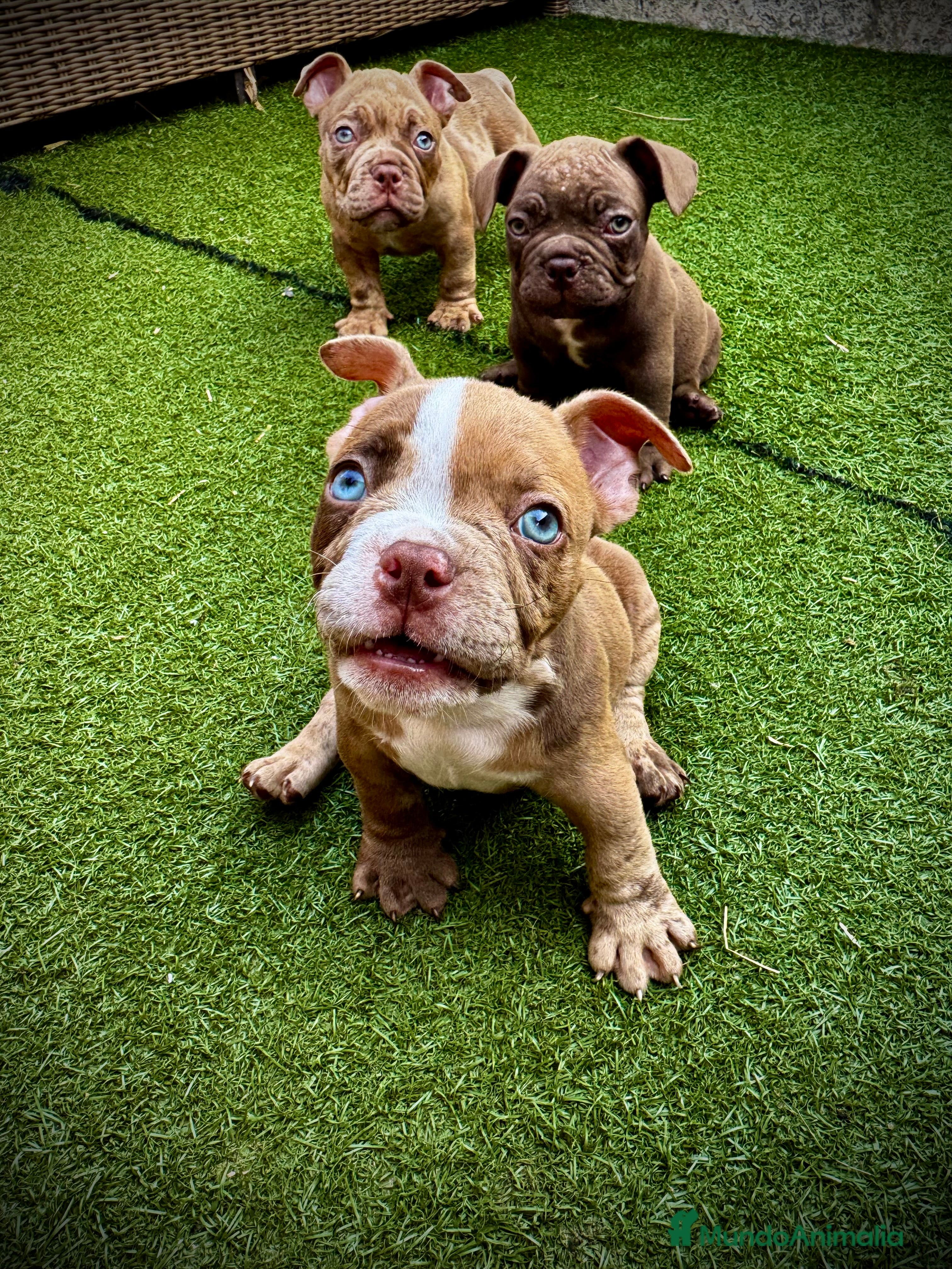 American Bully perros American Bully  - Anuncio 2