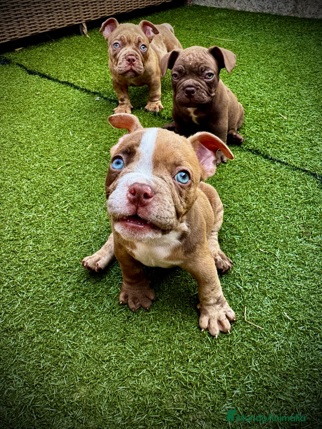 American Bully perros en venta: American Bully  - Anuncio 2