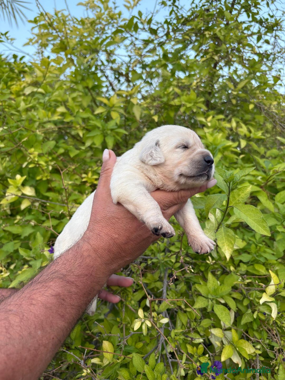 Labrador Retriever perros en venta: Labrador - Imagen 4