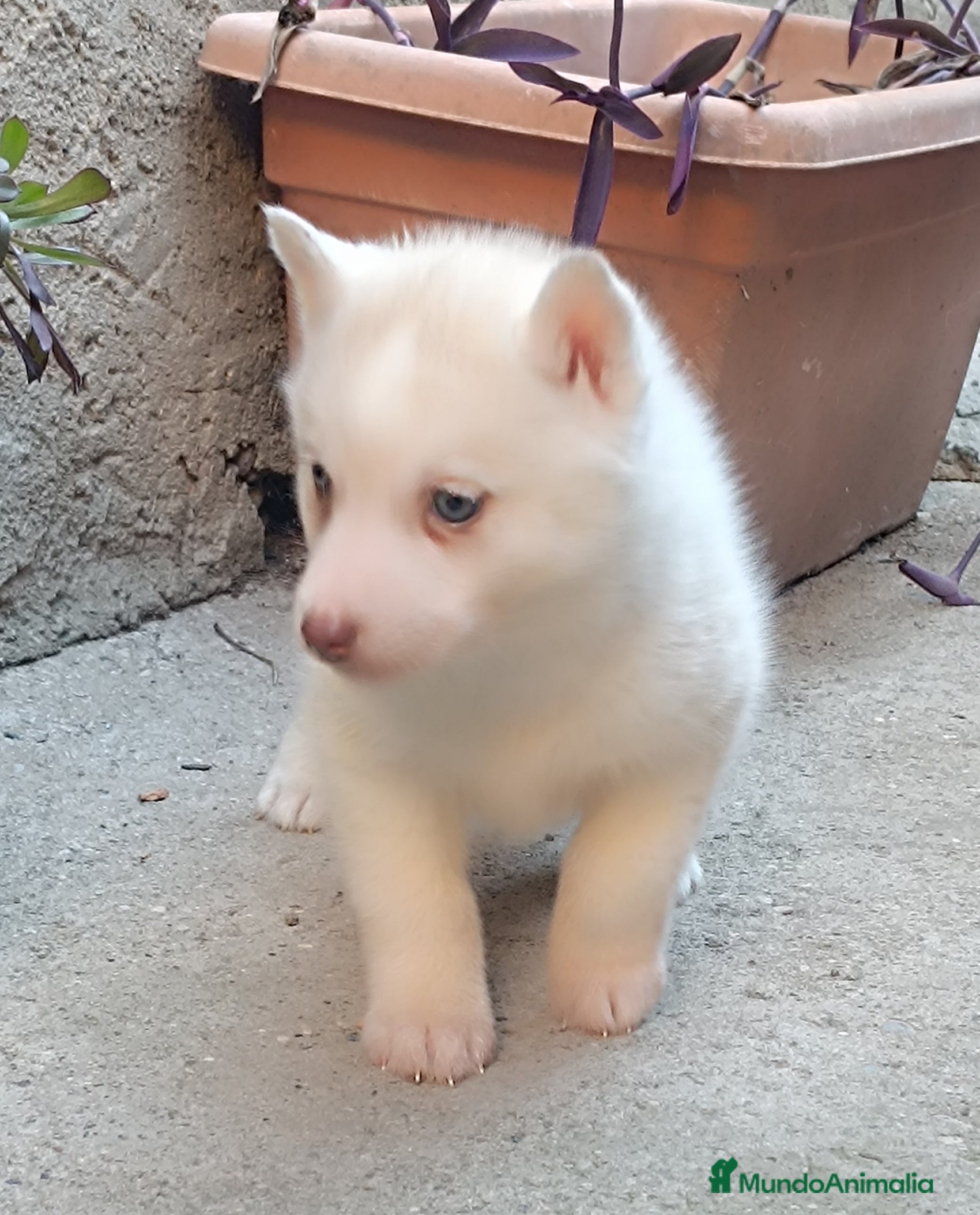 Husky Siberiano perros Husky siberiano hembra 2 meses - Anuncio 1
