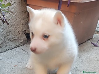 Husky Siberiano perros Husky siberiano hembra 2 meses - Anuncio 1