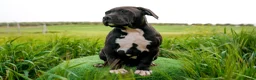 American Bully perros en venta: American Bully xl - Anuncio 3