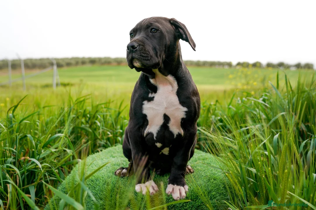 American Bully perros en venta: American Bully xl - Anuncio 3