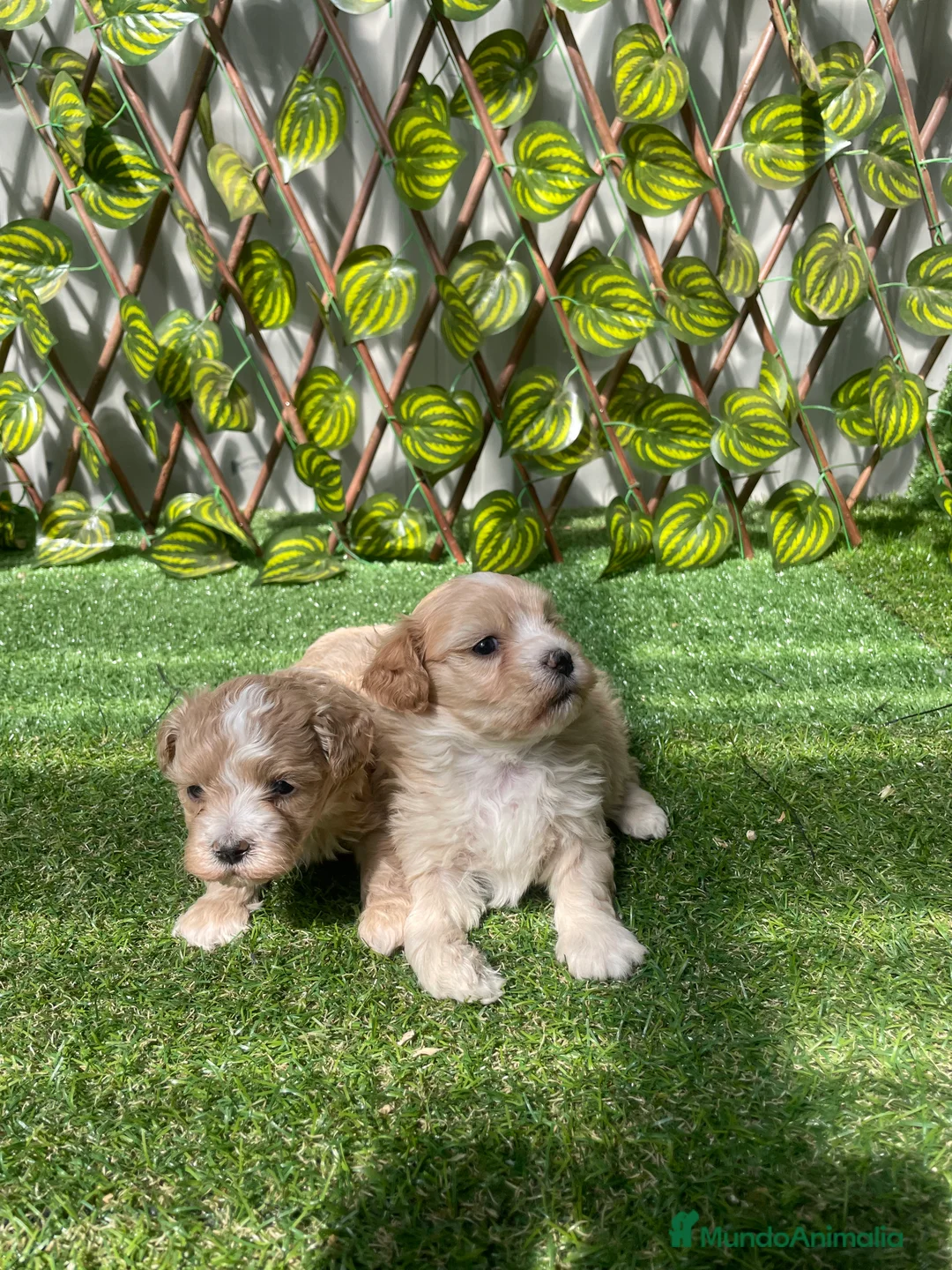 Maltipoo perros en venta: Camada de maltipoo en Almería - Anuncio 2