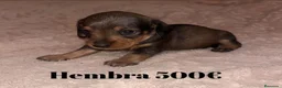 Teckel perros en venta: Teckel de máxima calidad  - Anuncio 4