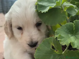 Golden Retriever perros Última hembra disponible para ENTREGAR YA! - Anuncio 4