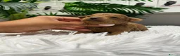Caniche Toy perros en venta: CANICHE HEMBRA - Anuncio 4