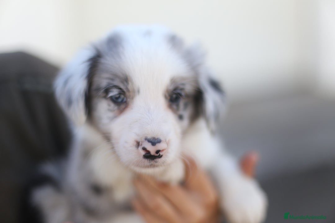 Border Collie perros en venta: Cachorros Border Collie  - Imagen 3