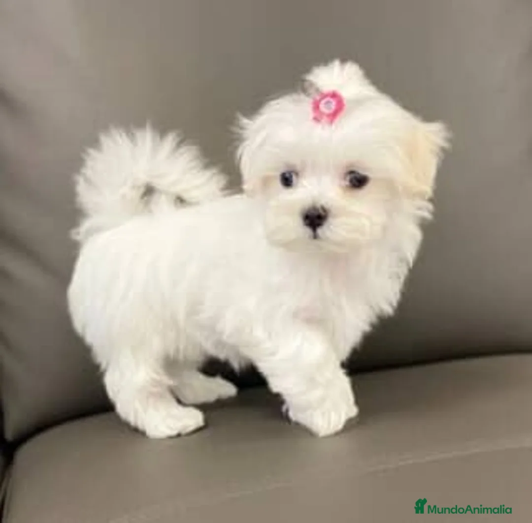 Bichón Maltés perros en venta: bichon maltes  - Anuncio 1