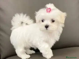 Bichón Maltés perros bichon maltes - Anuncio 1