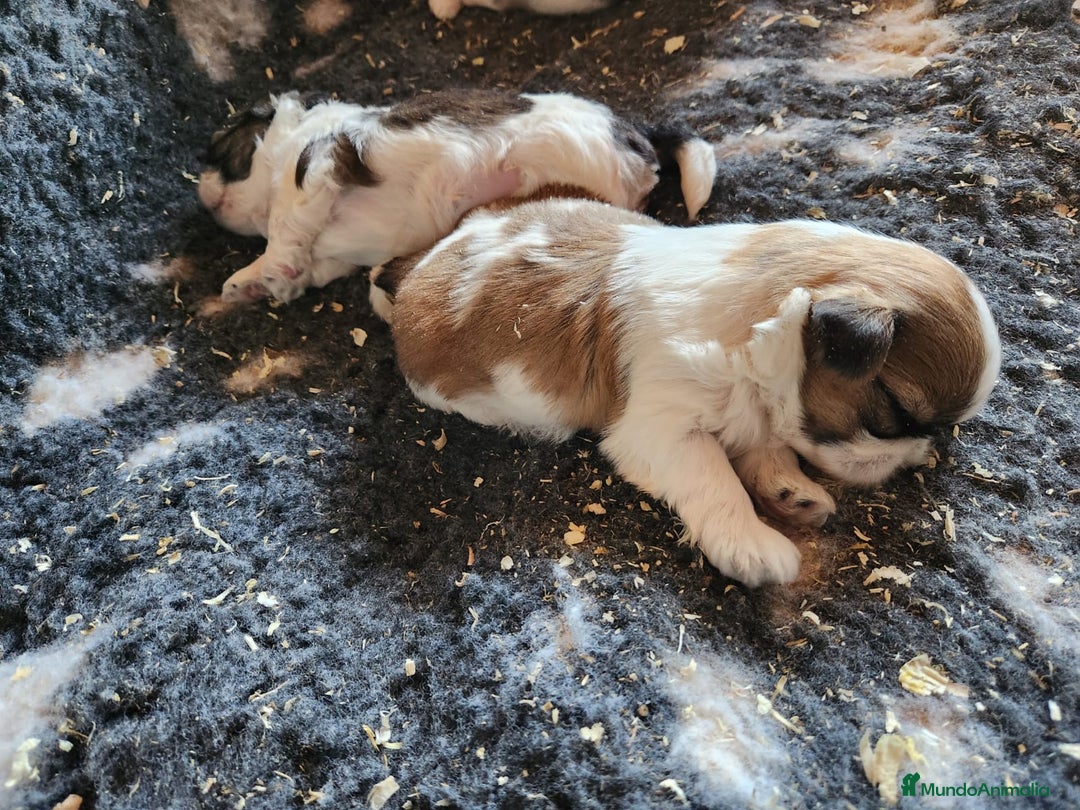 Shih Tzu perros en venta: Shih Tzu tricolor  - Imagen 4