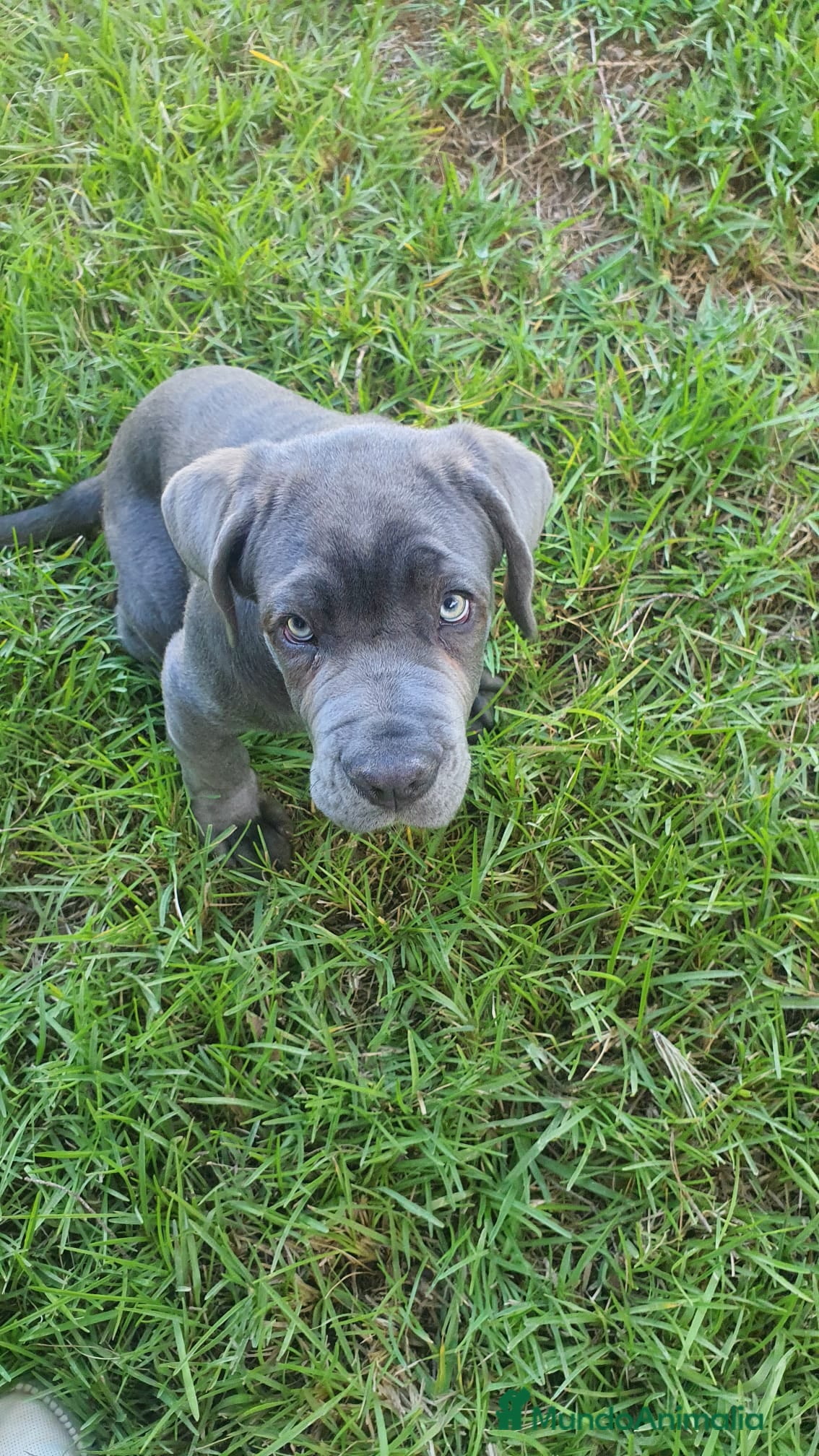 Mastín Napolitano perros Cachorrito precioso en Madrid - Anuncio 1