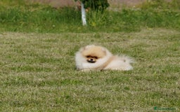 Pomerania perros en venta: Cachorros pomerania fotos reales  - Imagen 6
