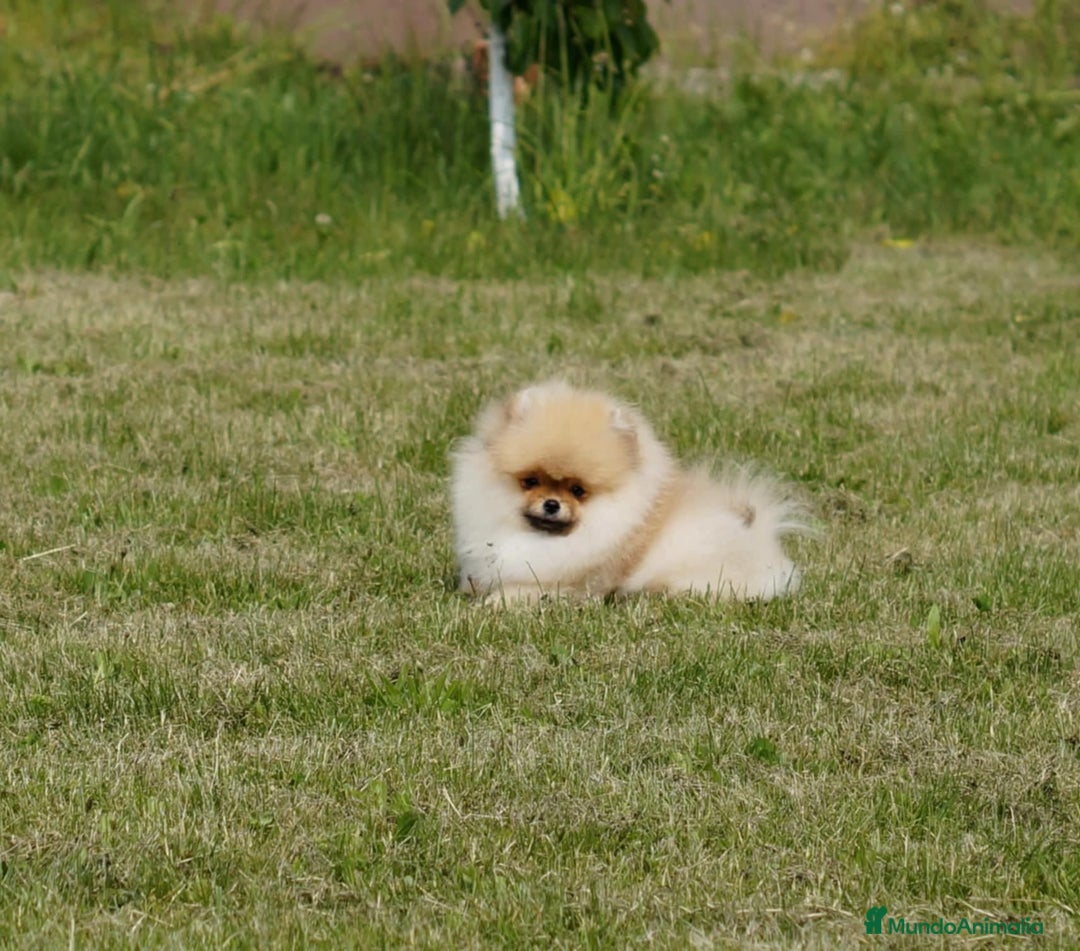 Pomerania perros en venta: Cachorros pomerania fotos reales  - Imagen 6