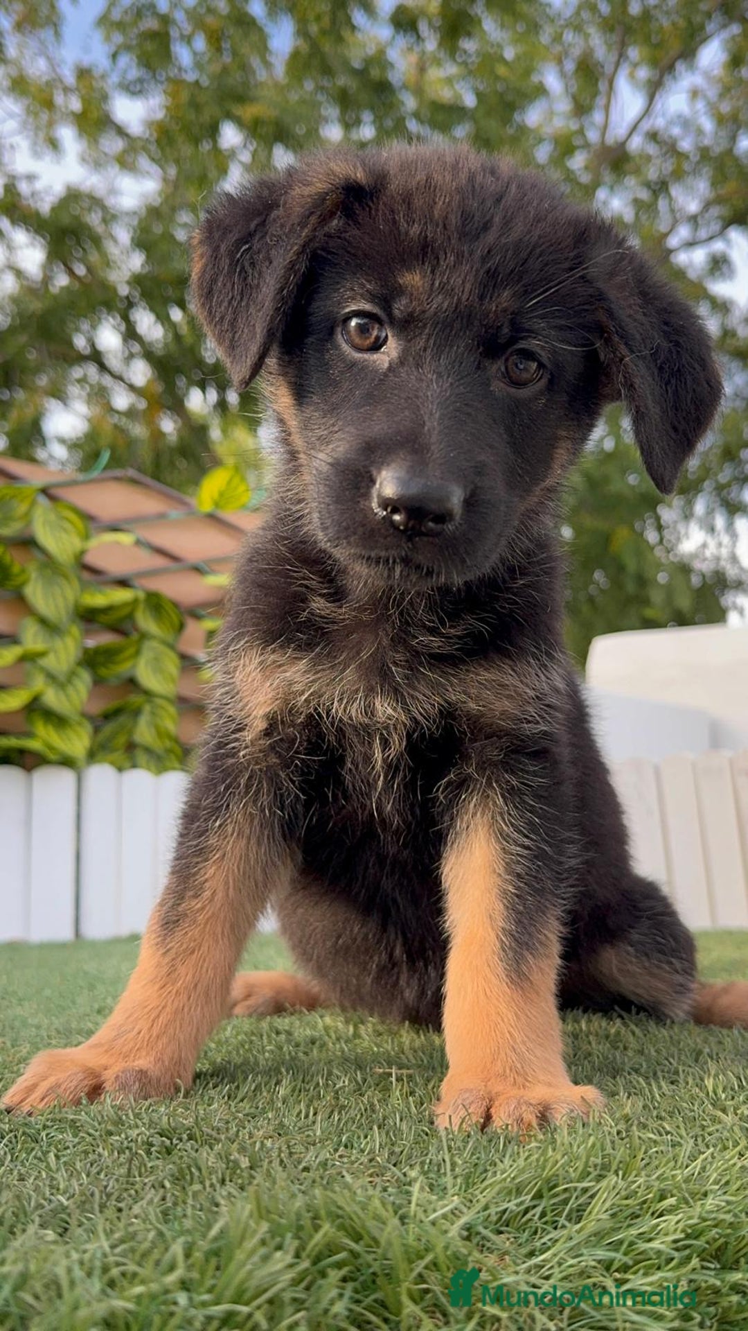 Pastor Alemán perros en venta: PASTOR ALEMAN HEMBRA - Imagen 17