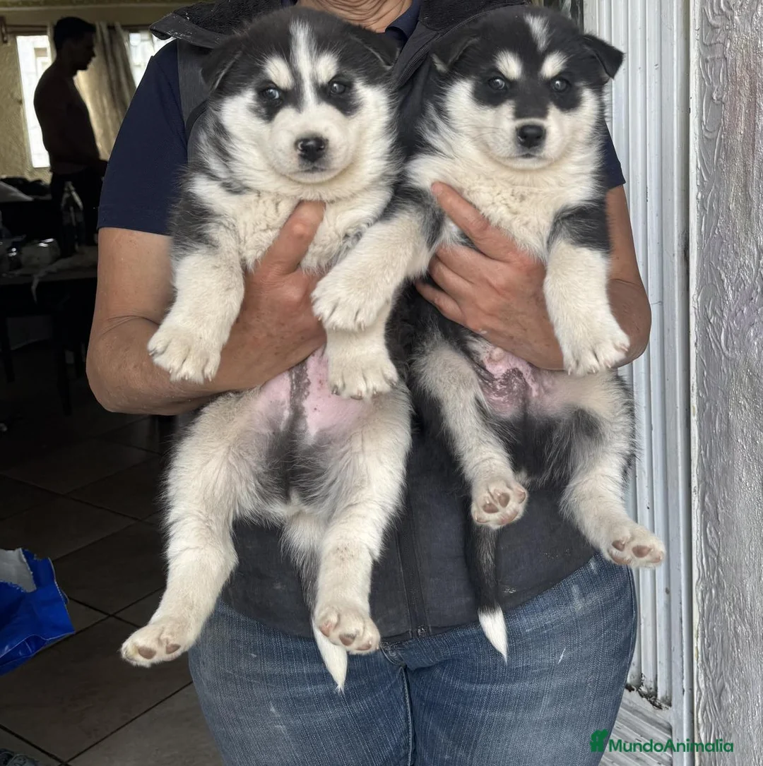 Husky Siberiano perros en venta: Siberian husky en adopción responsable - Anuncio 3