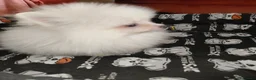 Pomerania perros en venta: Pomerania Toy - Anuncio 5