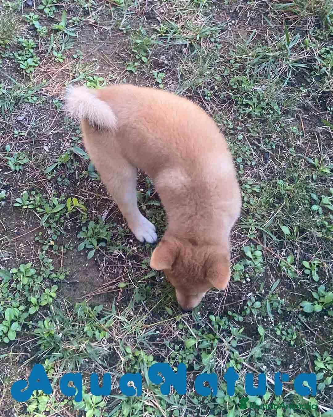 Shiba Inu perros en venta:  Shiba Inu Hembra de Mel y SIlvio 6248 -AQUANATURA en Barcelona - Anuncio 4