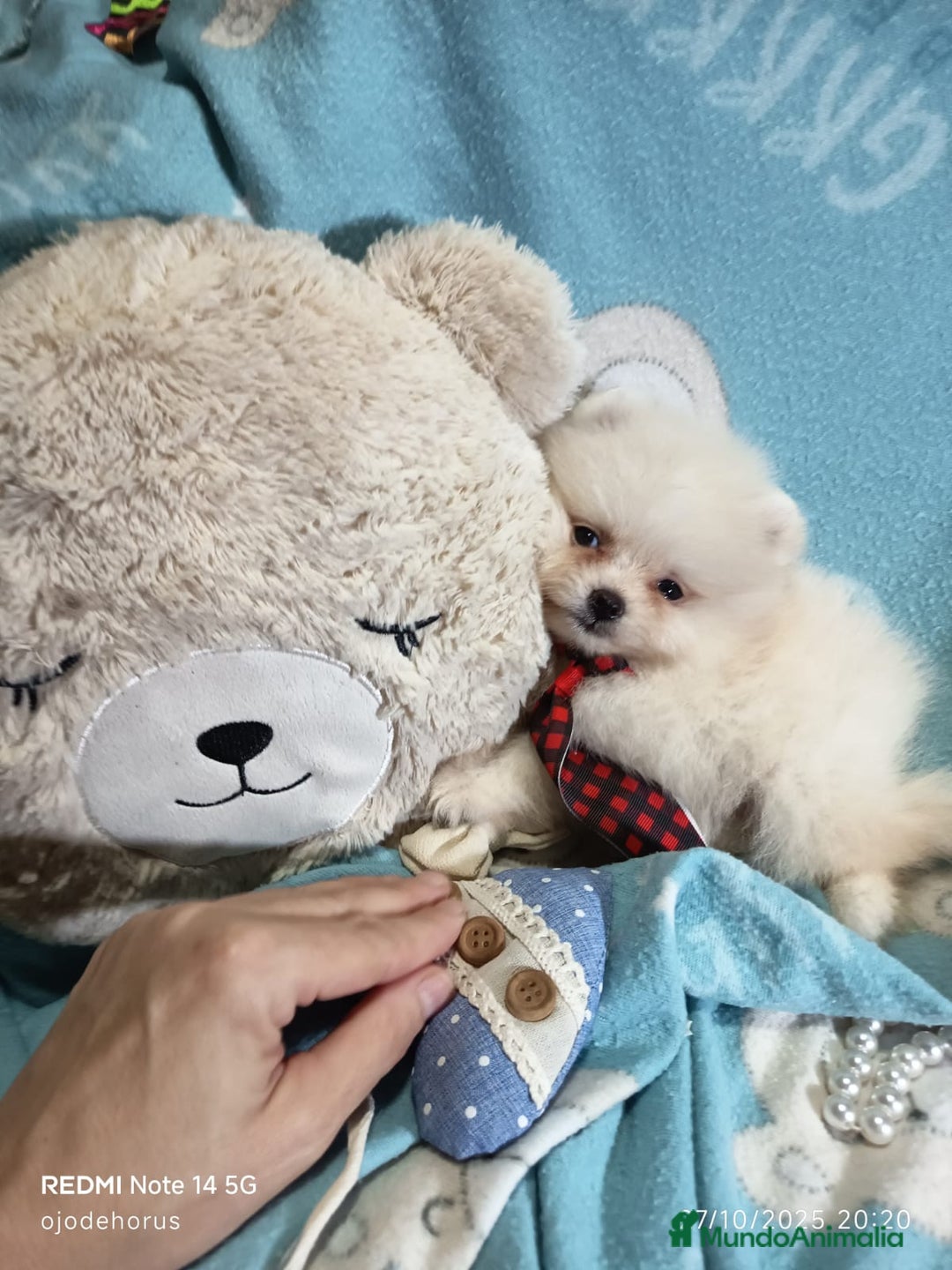 Pomerania perros en venta: ‼️POMERANIAS AMERICANOS TAMAÑO TOY - Anuncio 3