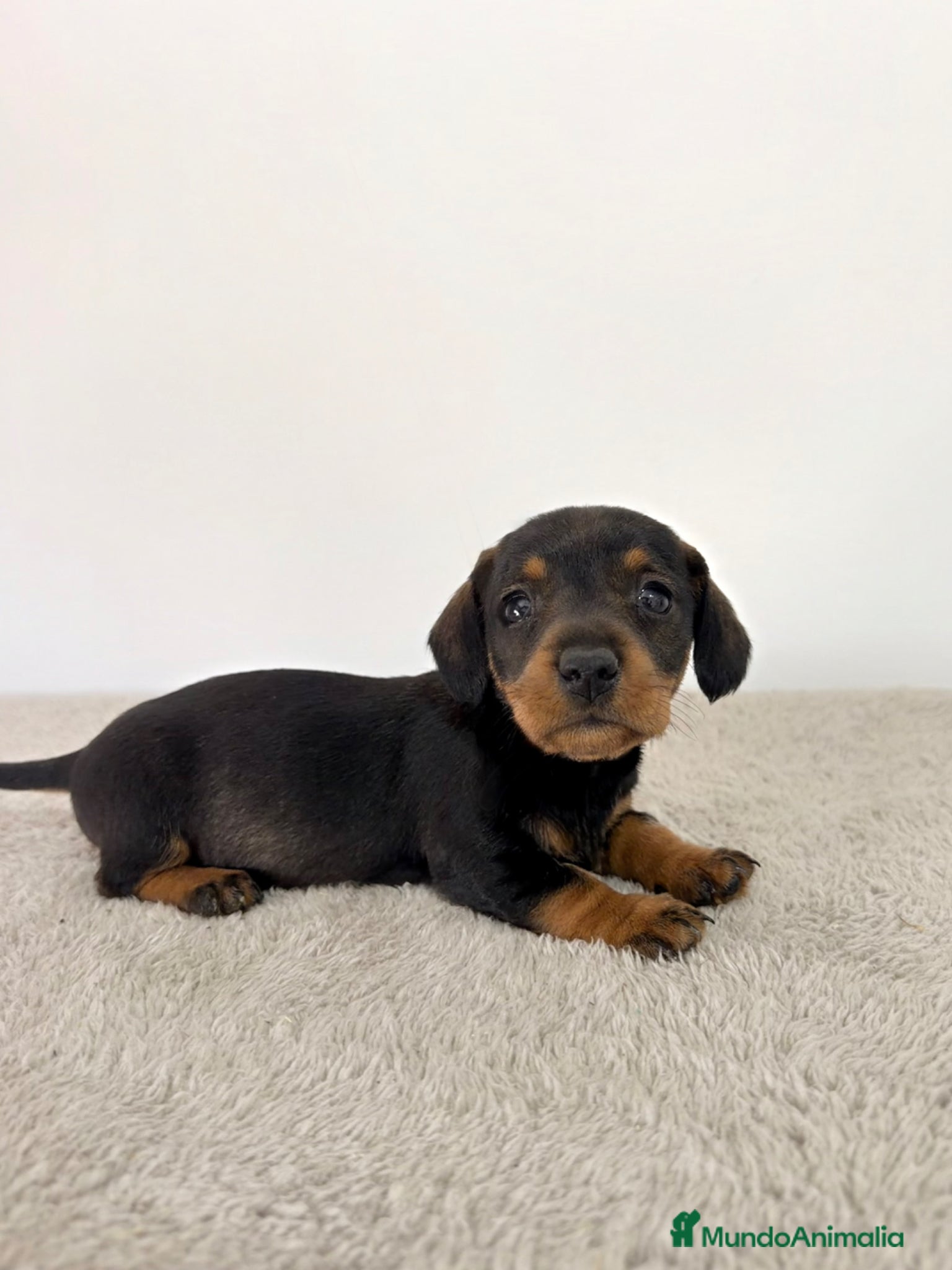 Teckel Miniatura perros TECKEL MINIATURA HEMBRA  - Anuncio 3