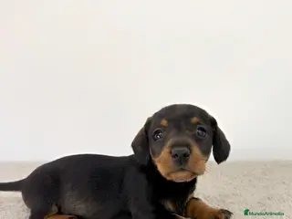 Teckel Miniatura perros TECKEL MINIATURA HEMBRA - Anuncio 3