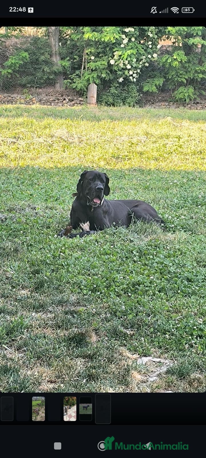 Dogo Alemán perros Cachorros de dogo alemán/ gran danés  - Anuncio 7