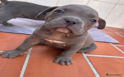 American Bully perros en venta: American bully pocket  - Imagen 3