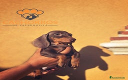 Teckel Miniatura perros en venta: Teckel chocolate  - Imagen 1