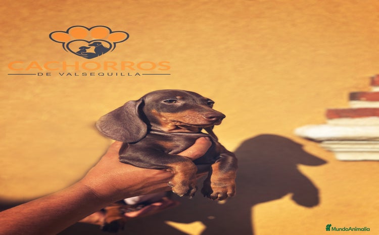 Teckel Miniatura perros - Anuncio 2