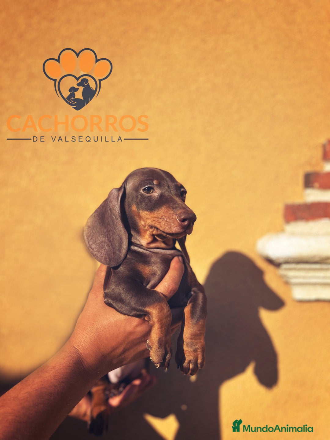 Teckel Miniatura perros en venta: Teckel chocolate  - Imagen 1