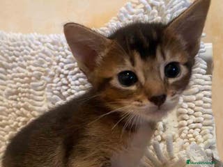 Abisinio gatos Abisinio Macho de Santa 1834 - AQUANATURA en Barcelona - Anuncio 8