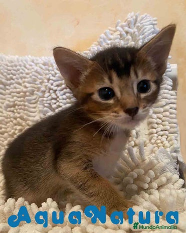 Abisinio gatos en Barcelona - Anuncio 18