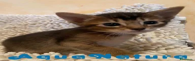 Abisinio Gatito 1