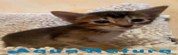 Abisinio gatos en venta:  Abisinio Macho de Santa 1834 - AQUANATURA en Barcelona - Anuncio 1