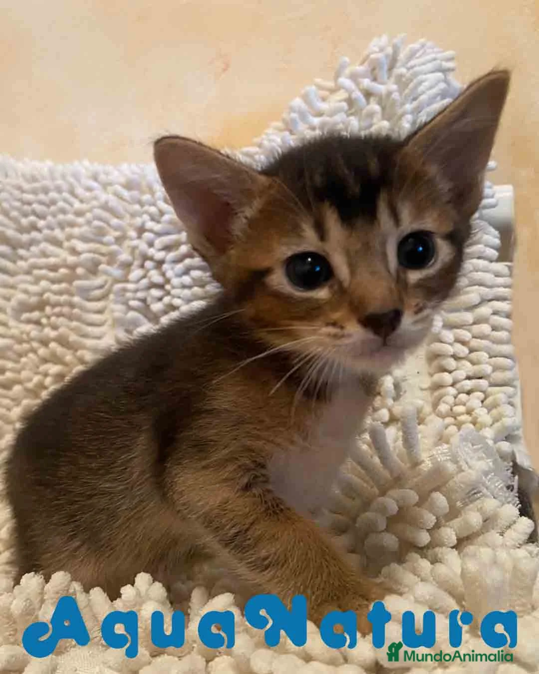 Abisinio gatos en venta:  Abisinio Macho de Santa 1834 - AQUANATURA en Barcelona - Anuncio 1