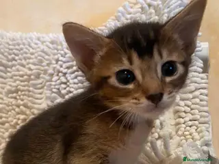Abisinio gatos Abisinio Macho de Santa 1834 - AQUANATURA en Barcelona - Anuncio 2